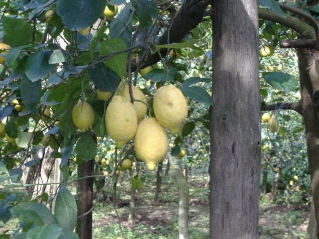 Azienda Agricola Veniero Piano di Sorrento Exteriör bild